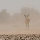 trotz des Sandsturms voll im Blick