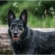 Hunde  