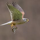 Trotz heftiger Winde funktionierte....