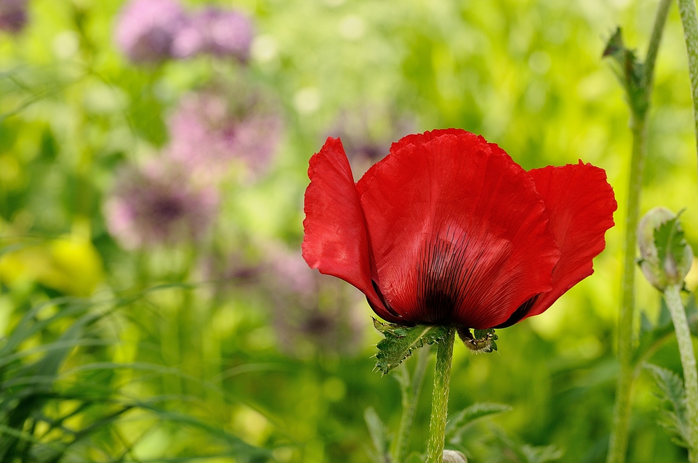 Trotz Kälte blüht der erste Mohn im Stadtpark von Kaiserslautern