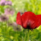 Trotz Kälte blüht der erste Mohn im Stadtpark von Kaiserslautern