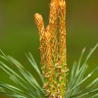 trotz Kälte, der Wald blüht