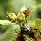 Trotz kühlem Wetter noch da …