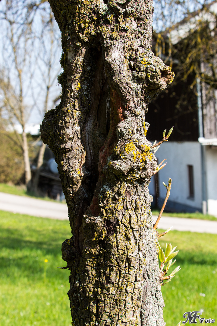 Trotz Loch im Stamm treibt er aus