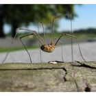 trotz megafahrgestell kaum bodenfreiheit