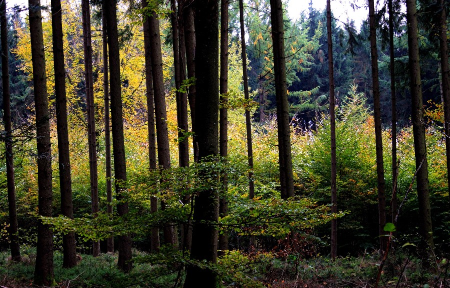 Trotz Nieselregen