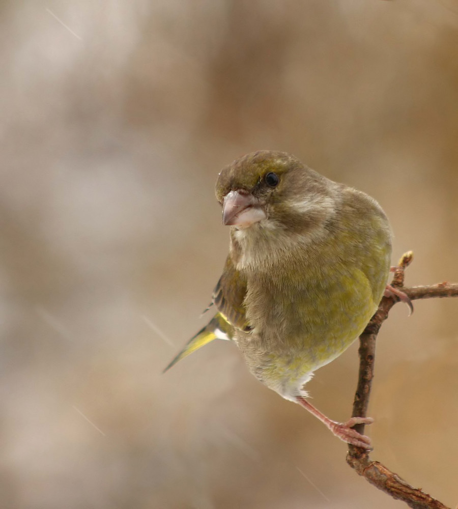 Trotz Regen auf Futtersuche