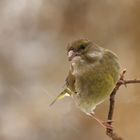 Trotz Regen auf Futtersuche