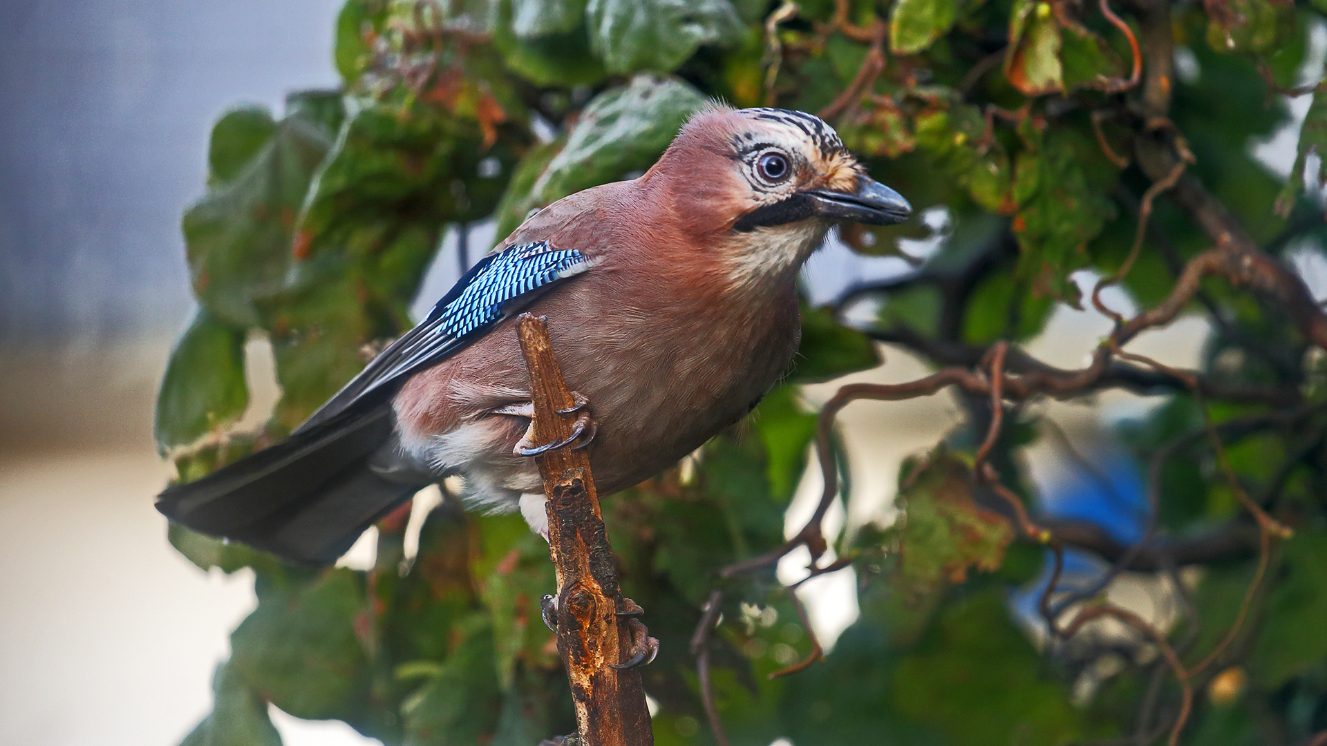 Trotz schlechtem Licht und Kälte gestern im Garten den Eichelhäher erwischt...