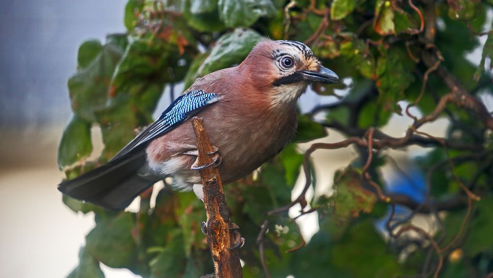 Trotz schlechtem Licht und Kälte gestern im Garten den