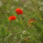 Trotz schlechter Wetterprognose ein bisschen Frühling