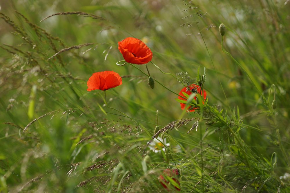 Trotz schlechter Wetterprognose ein bisschen Frühling