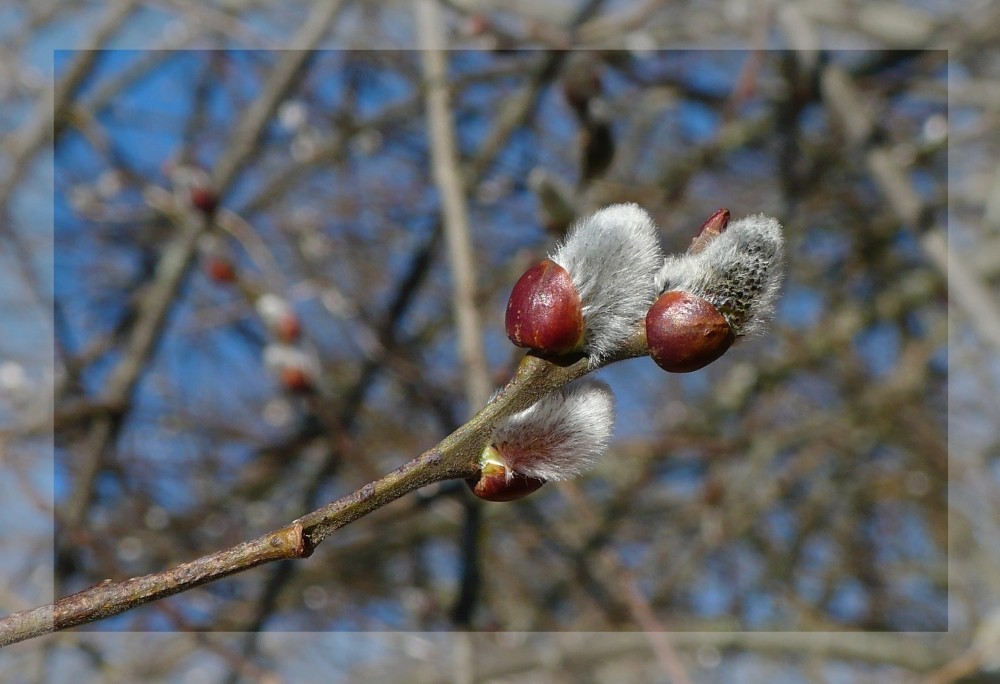 trotz Schnee