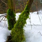 trotz Schnee ein grünes Kleid