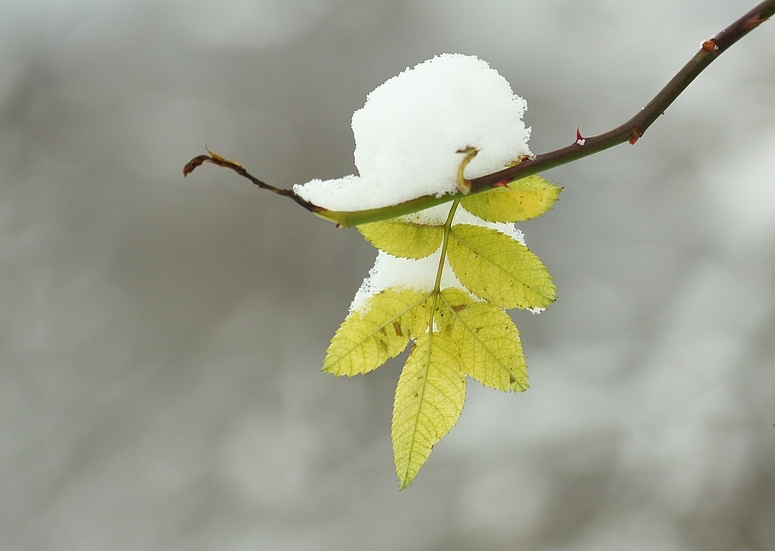 Trotz Schnee und Eis...