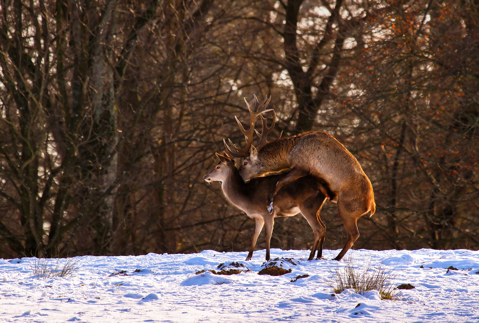 trotz Schnee und Eis ...