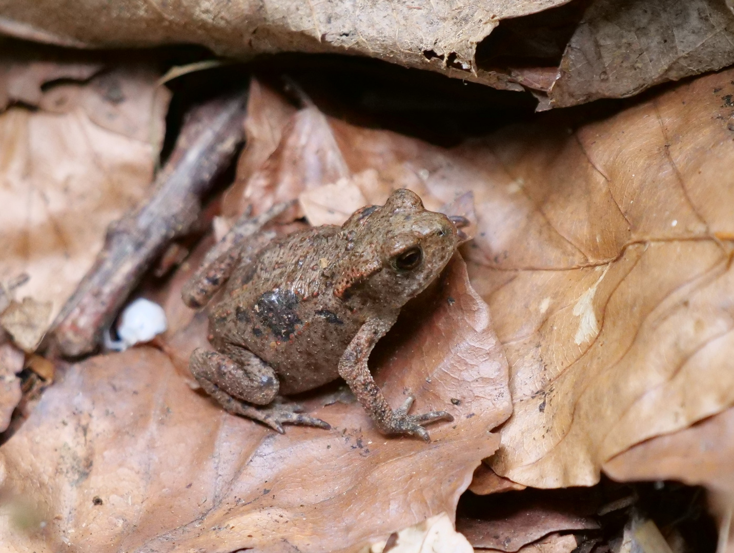 Trotz Trockenheit im Wald. Ein kleiner Frosch.