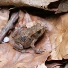 Trotz Trockenheit im Wald. Ein kleiner Frosch.