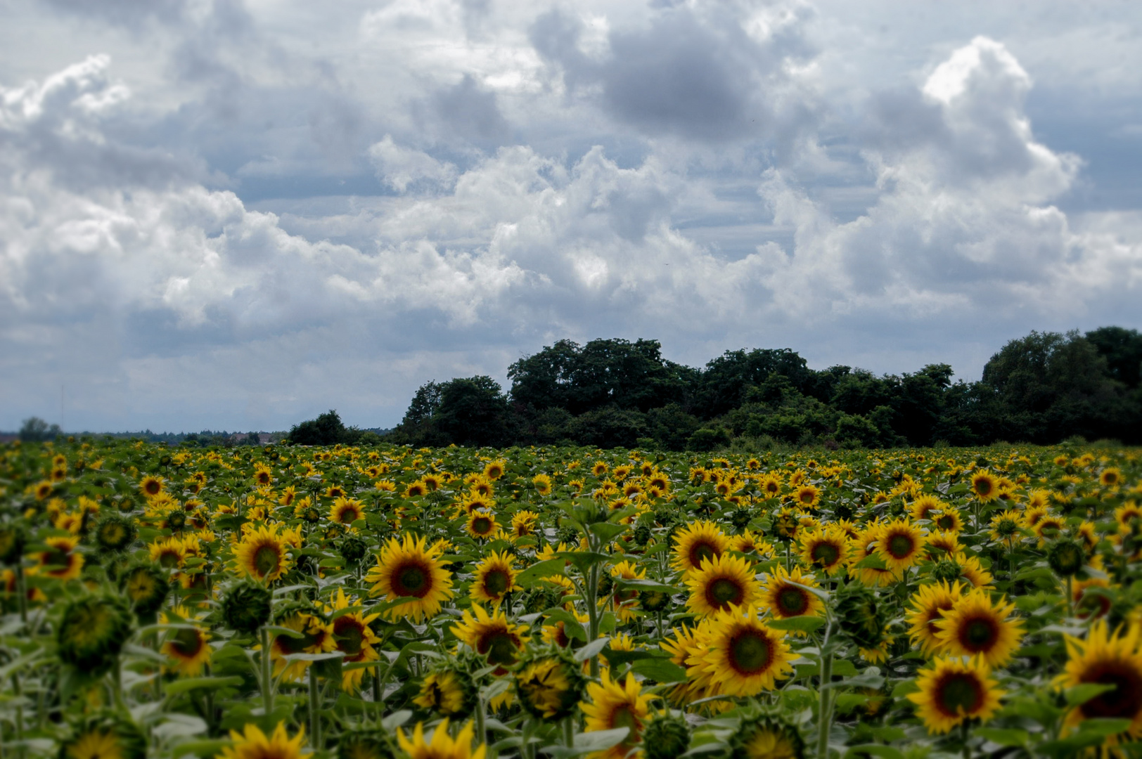 Trotz Wolken blüht die Sonne