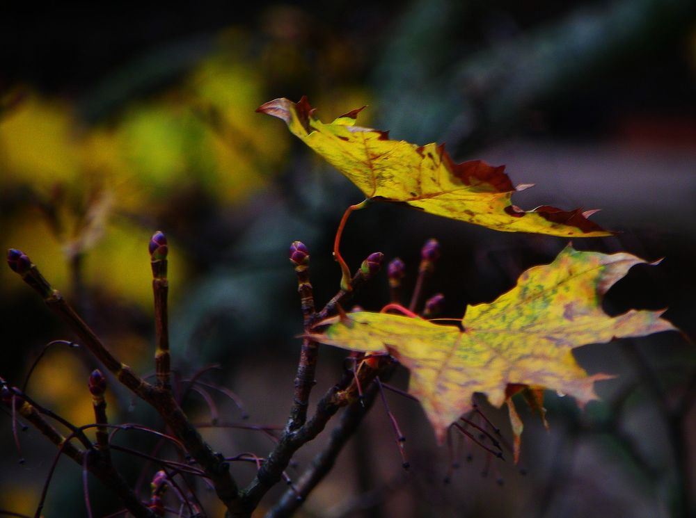 Trotzdem der Herbst noch nicht vergangen ist und der Winter bevor steht .........