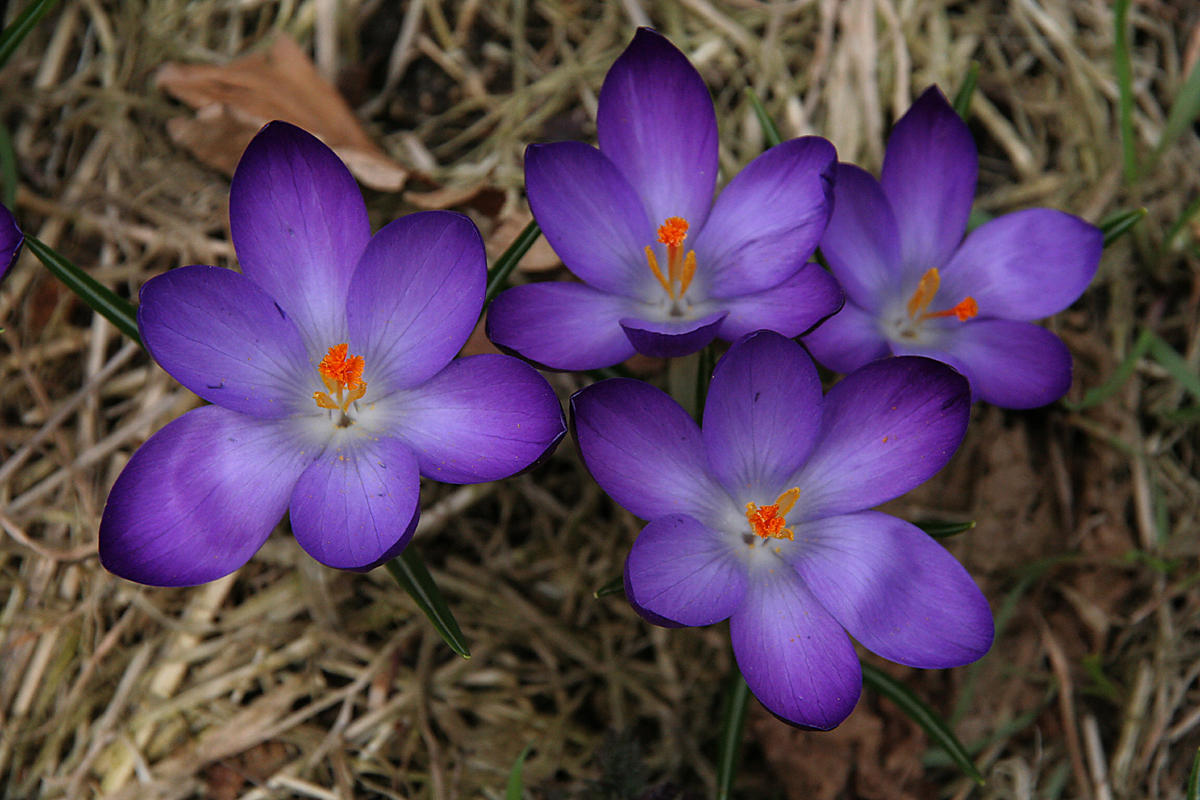 trotzdem Frühling!!