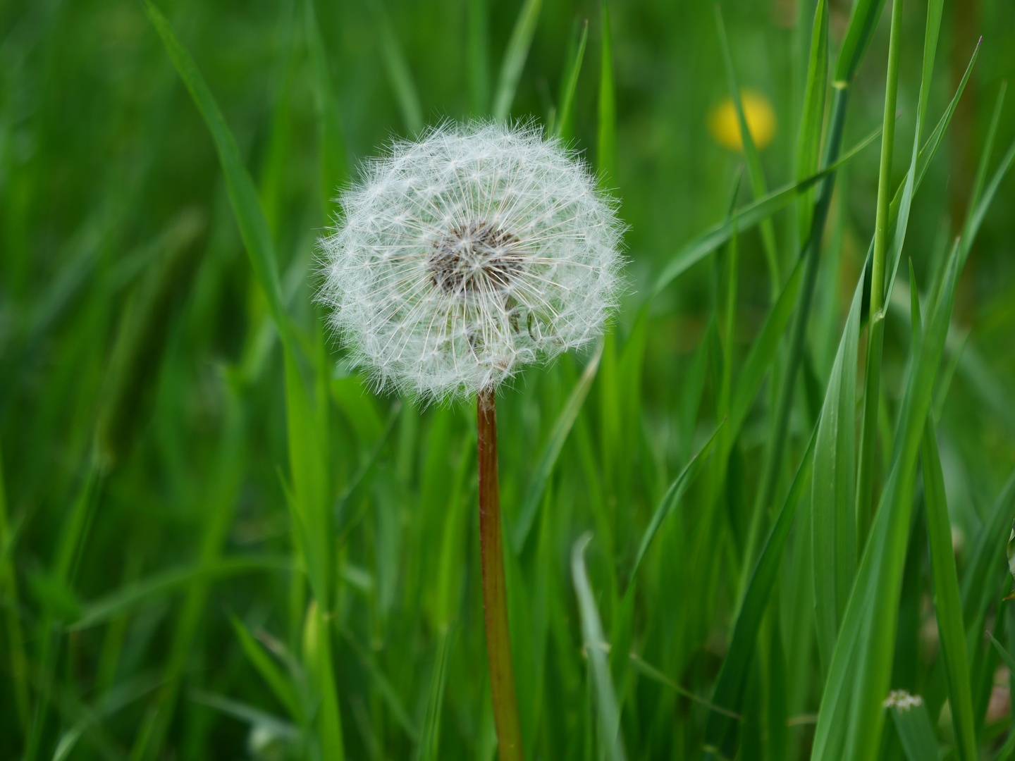 Trotzdem Frühling