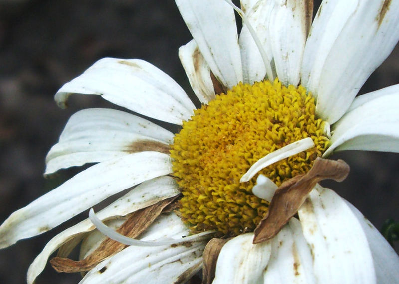 Trotzdem schöne Blume