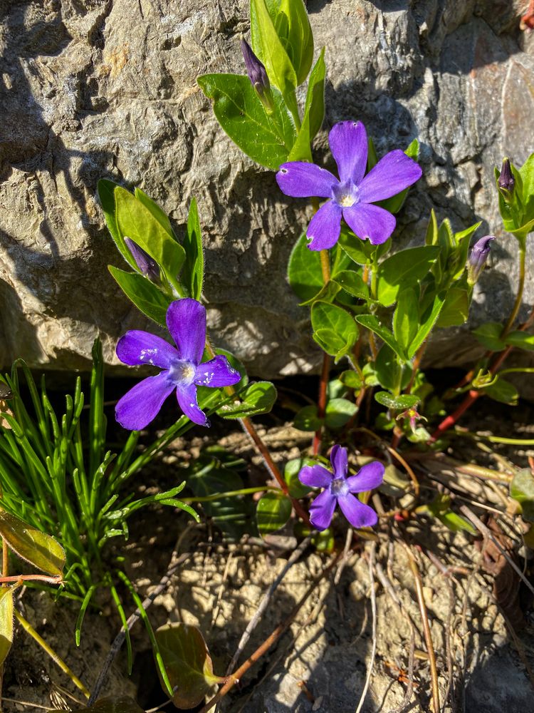 trotzdem wird es Frühling 2