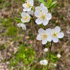 trotzdem wird es Frühling