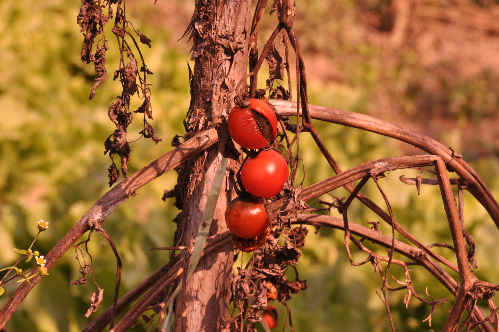 Trotzende Tomaten