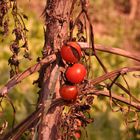 Trotzende Tomaten