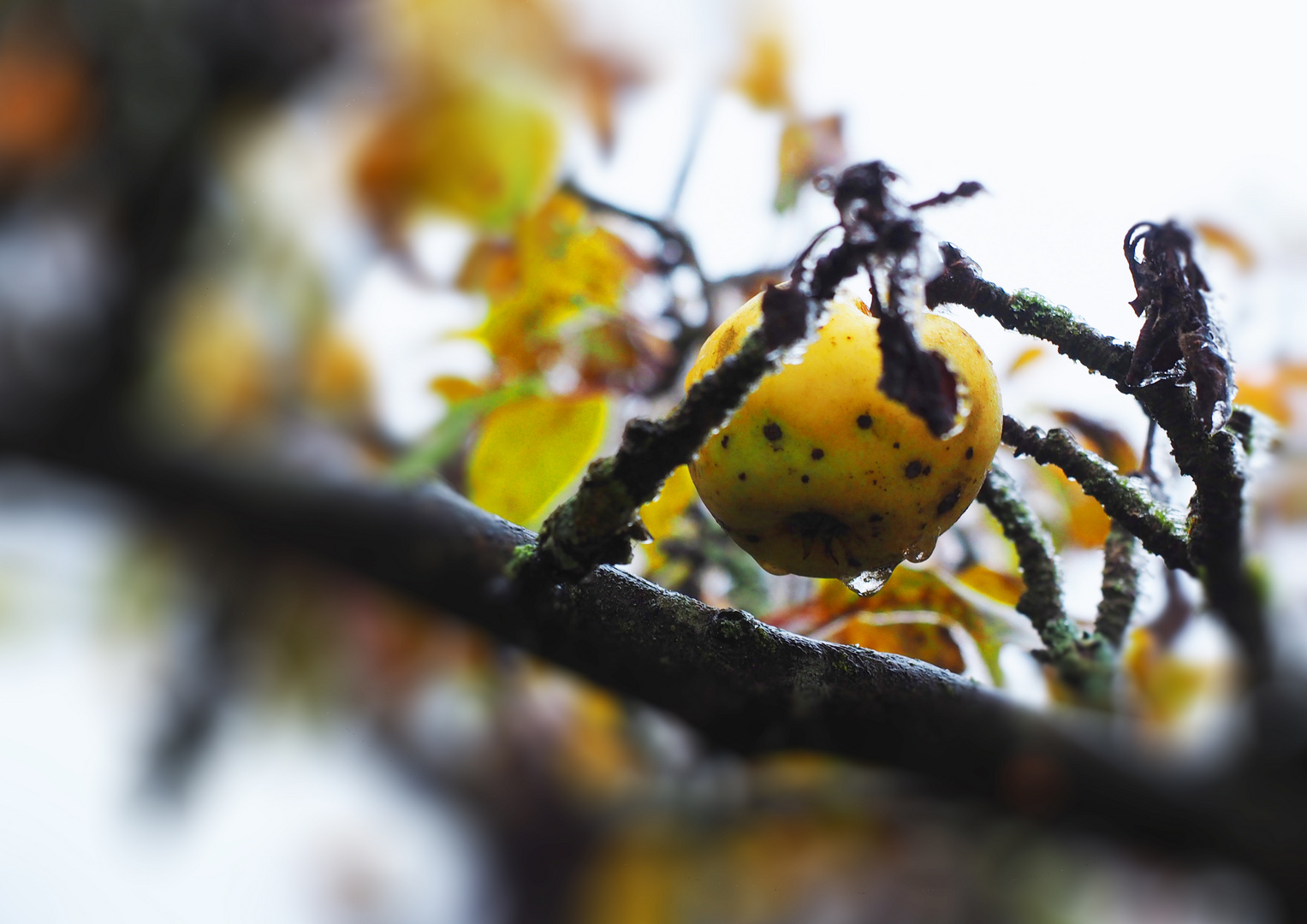 Trotzig durch den Winter