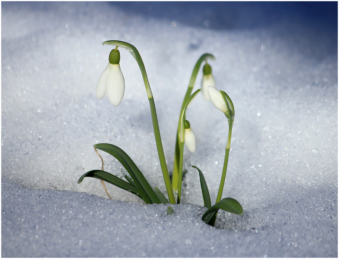 Trotzig gegen den Winter