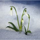 Trotzig gegen den Winter