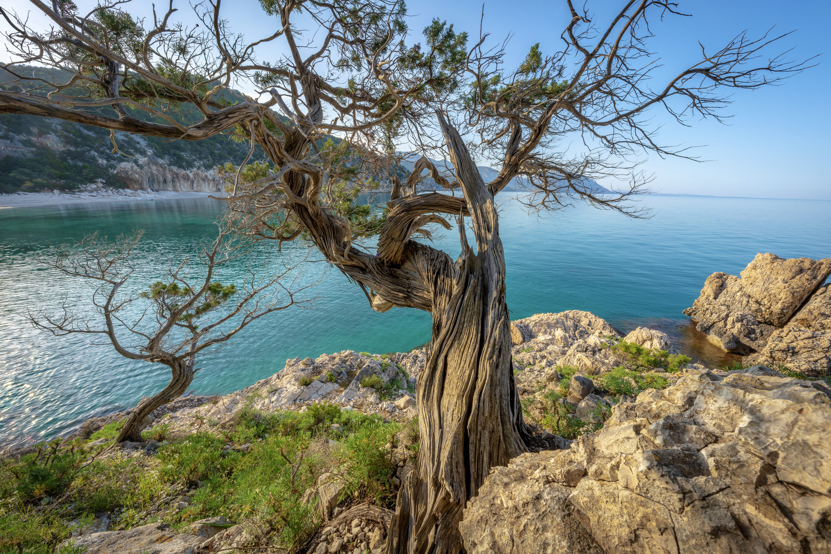 Trotziger Baum an der Cala di Luna