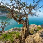 Trotziger Baum an der Cala di Luna