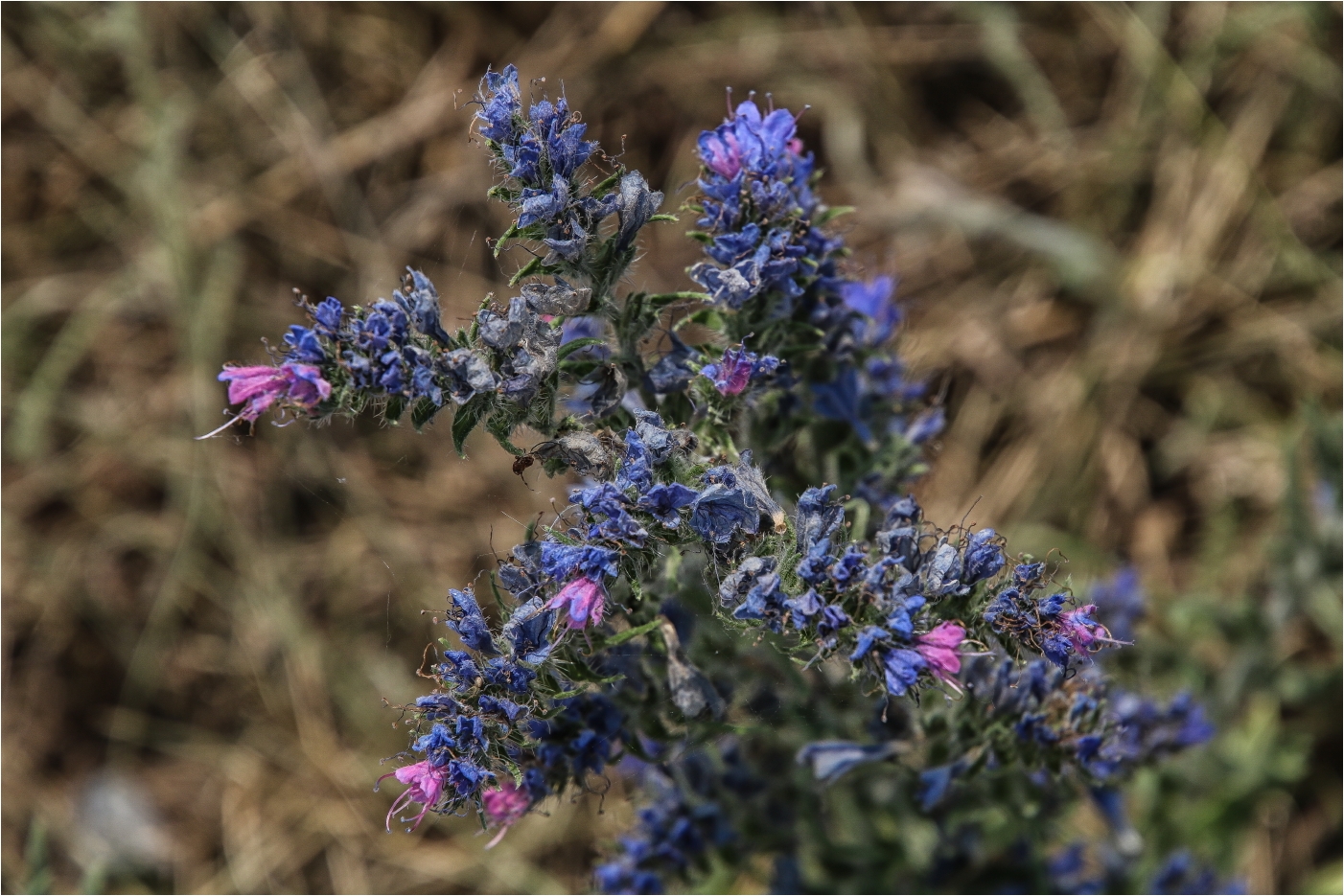 Trotziges Blau