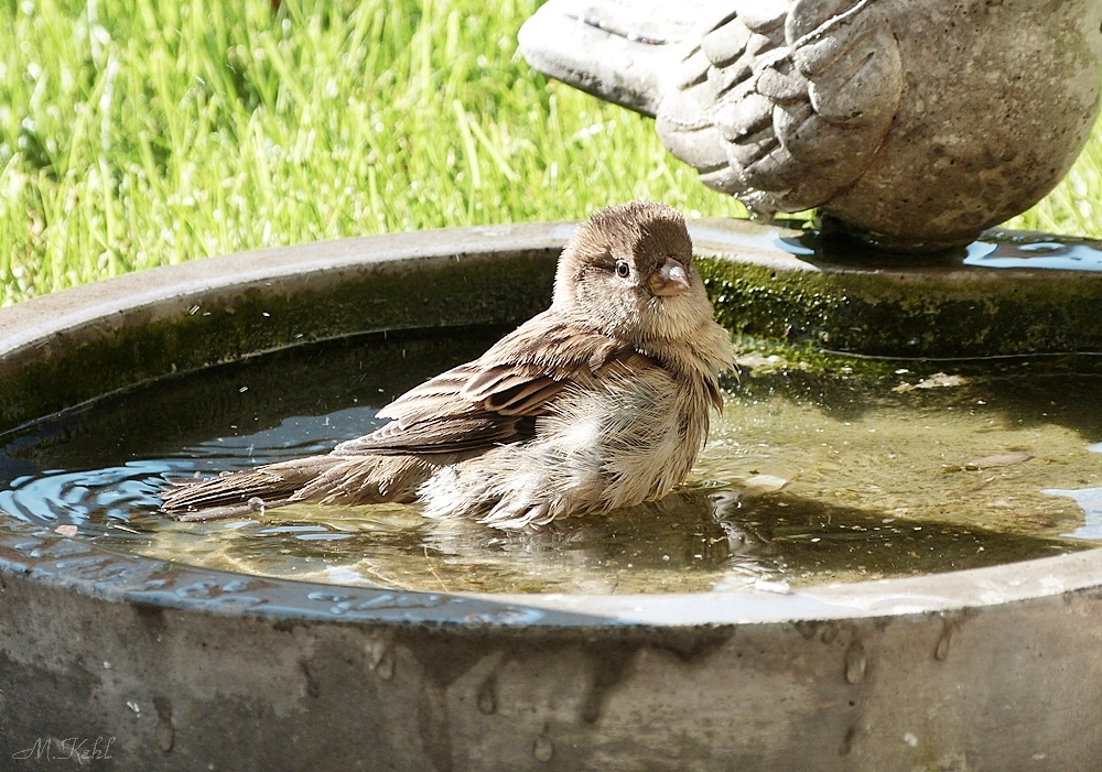 Trotzt Kälte sind die Spatzen am baden 