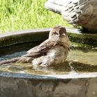 Trotzt Kälte sind die Spatzen am baden 