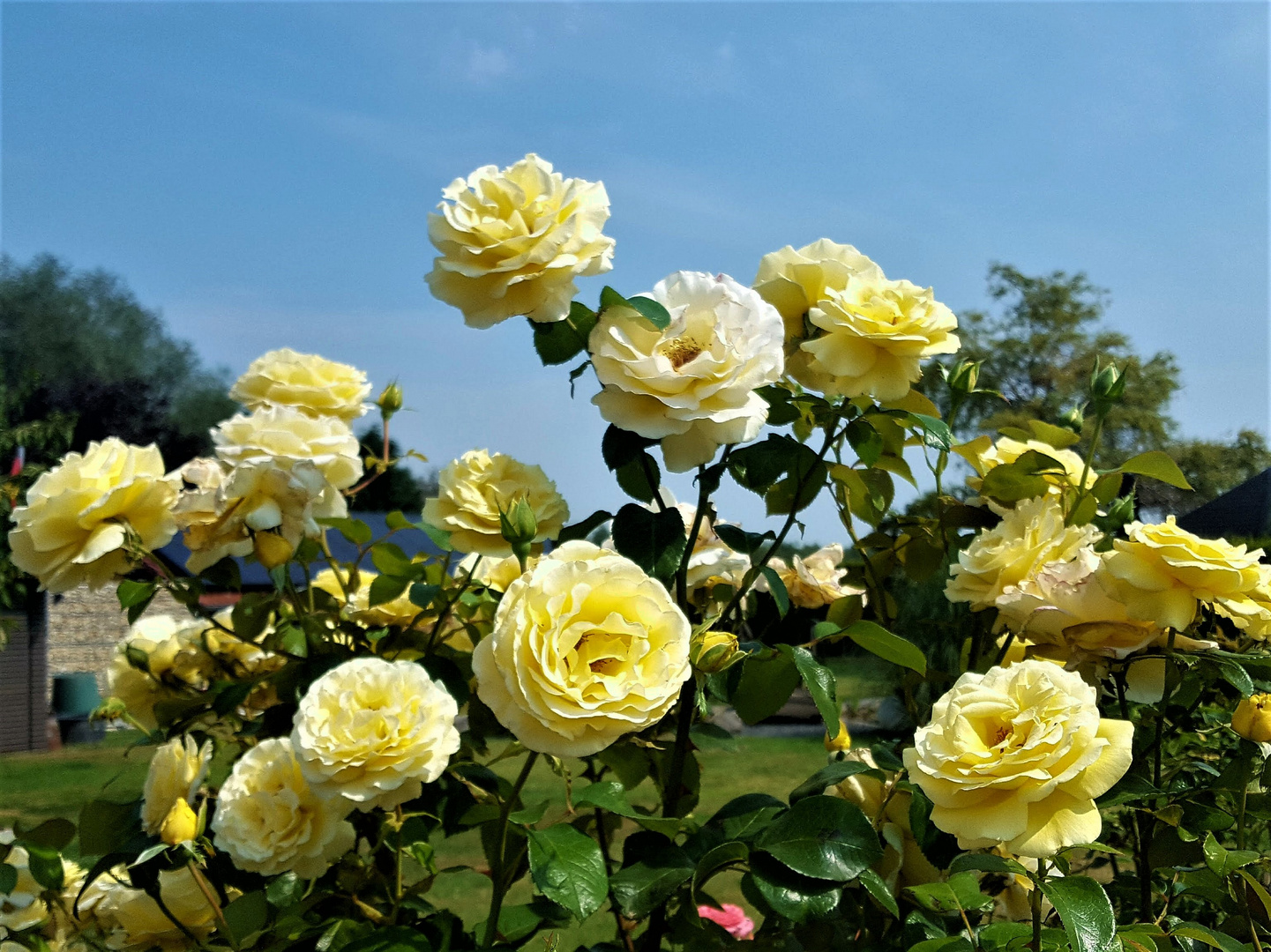 Trotzt Mittagshitze - Rose  "Avec Amour" Tantau 