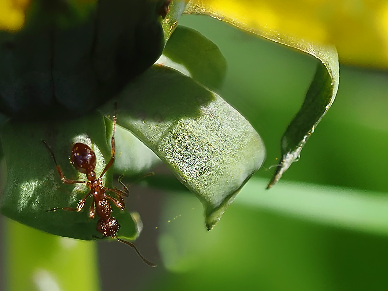 trouble with the ants