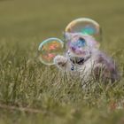 ...Trouble with the Bubble..