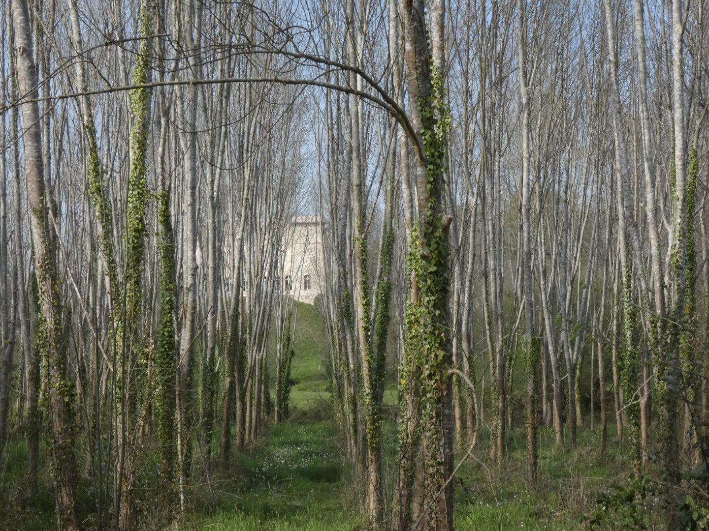 Trouée dans les arbres