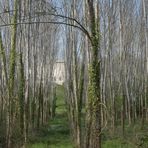 Trouée dans les arbres