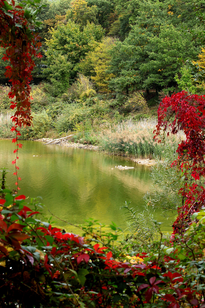 trouée d'automne