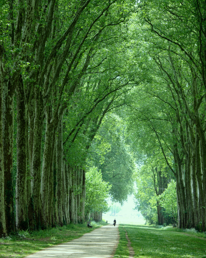 Trouée verte.