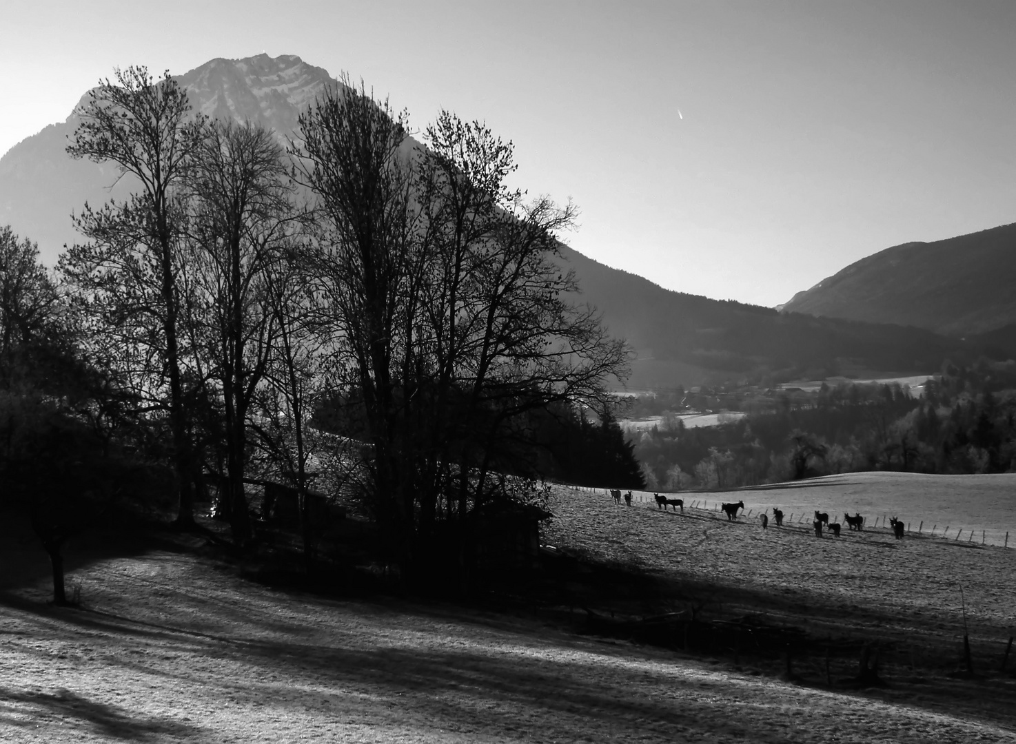 Troupeau d''Anes dans le massif des Bauges