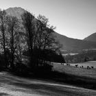 Troupeau d''Anes dans le massif des Bauges