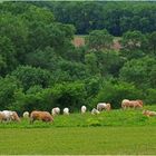 Troupeau de « Blondes d’Aquitaine » en Lomagne gersoise