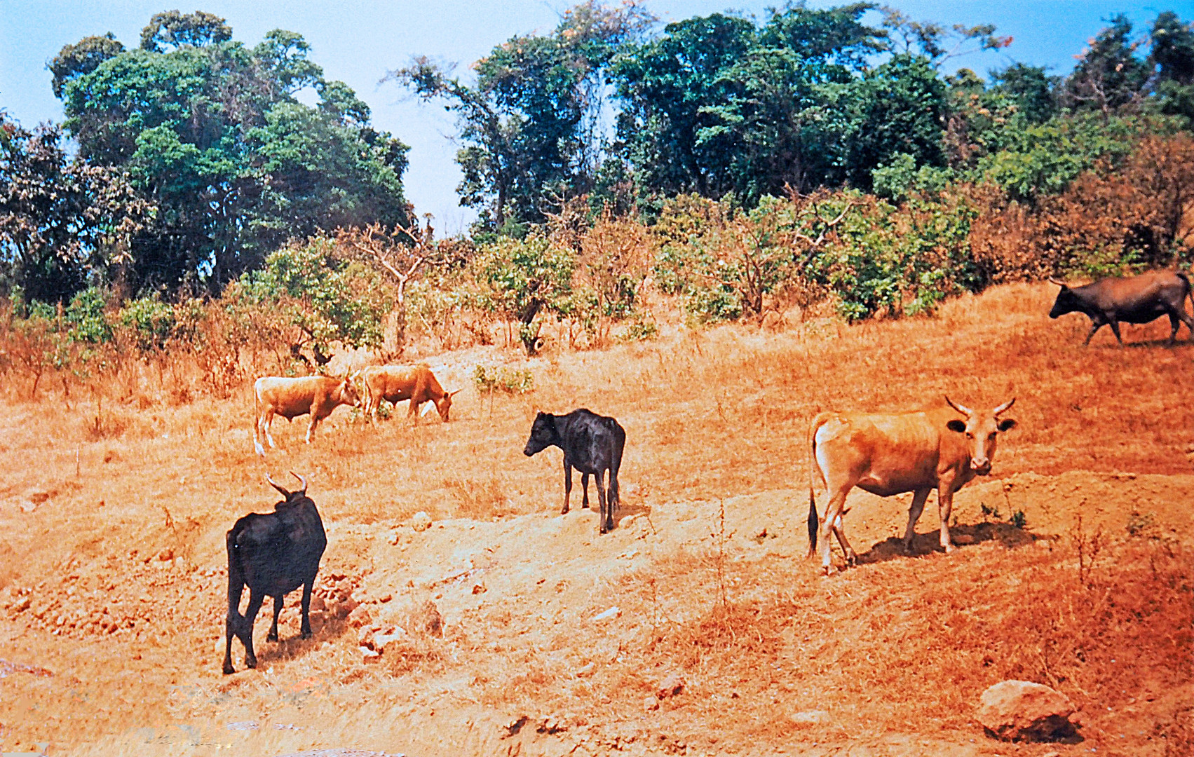    Troupeau de bovins au „pré“ dans le Fouta Djalon